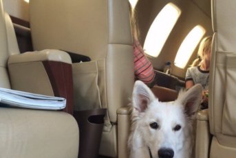 Don't Leave Your Best Friend Behind: Pets on Private Planes